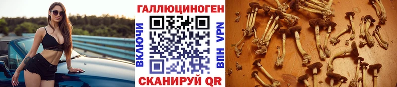дарк нет как зайти  гидра   Калачинск  Псилоцибиновые грибы прущие грибы 